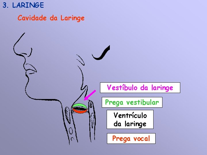3. LARINGE Cavidade da Laringe Vestíbulo da laringe Prega vestibular Ventrículo da laringe Prega