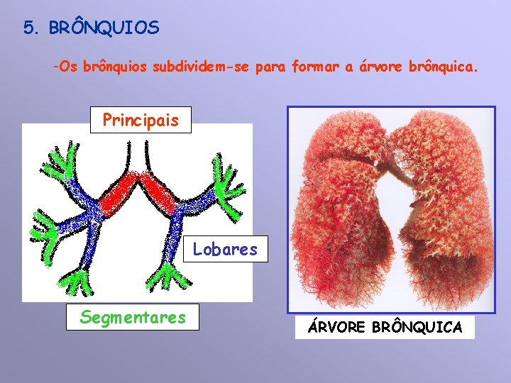 5. BRÔNQUIOS -Os brônquios subdividem-se para formar a árvore brônquica. Principais Lobares Segmentares ÁRVORE