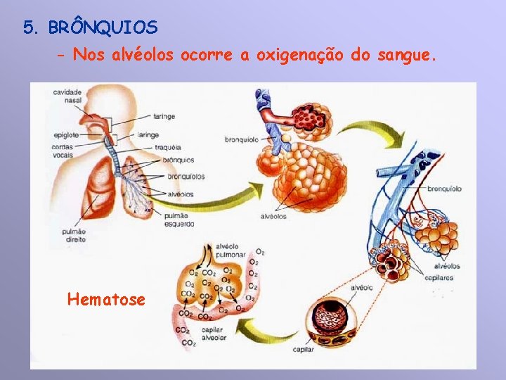 5. BRÔNQUIOS - Nos alvéolos ocorre a oxigenação do sangue. Hematose 