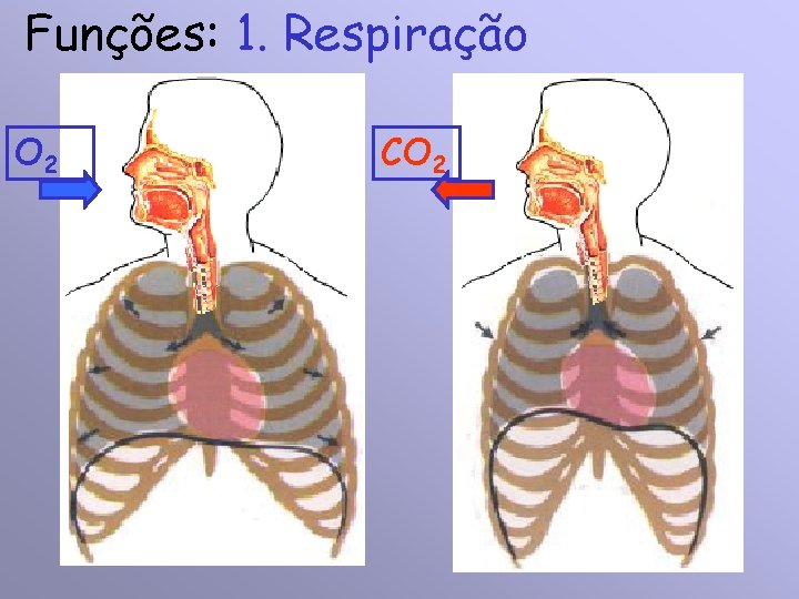 Funções: 1. Respiração O 2 CO 2 