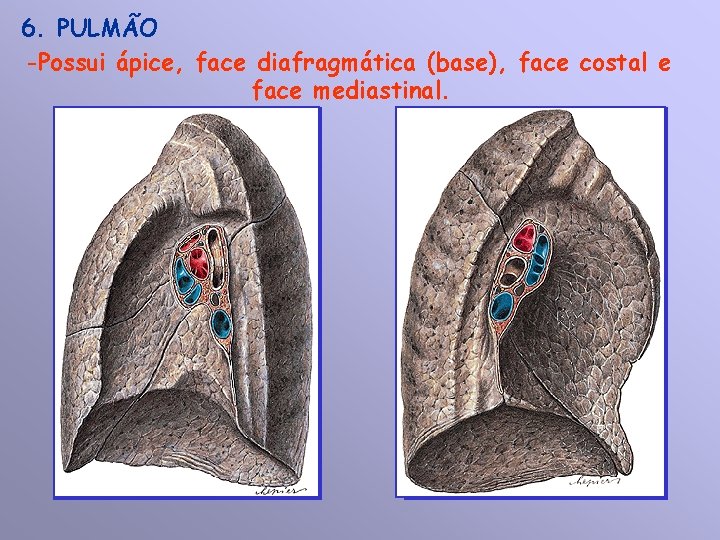 6. PULMÃO -Possui ápice, face diafragmática (base), face costal e face mediastinal. 