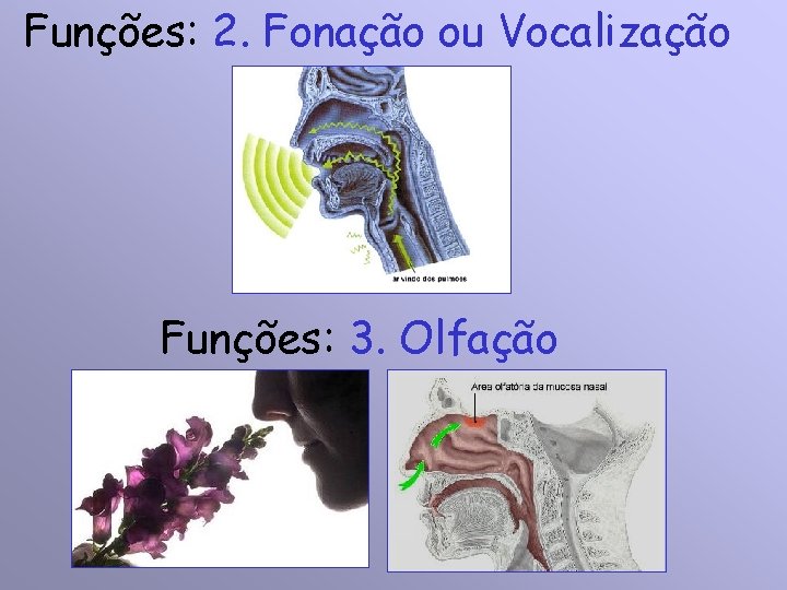 Funções: 2. Fonação ou Vocalização Funções: 3. Olfação 