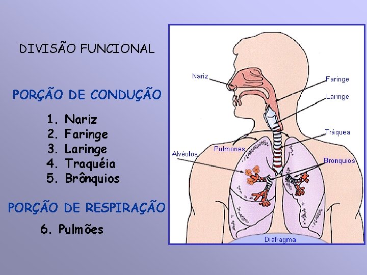 DIVISÃO FUNCIONAL PORÇÃO DE CONDUÇÃO 1. 2. 3. 4. 5. Nariz Faringe Laringe Traquéia