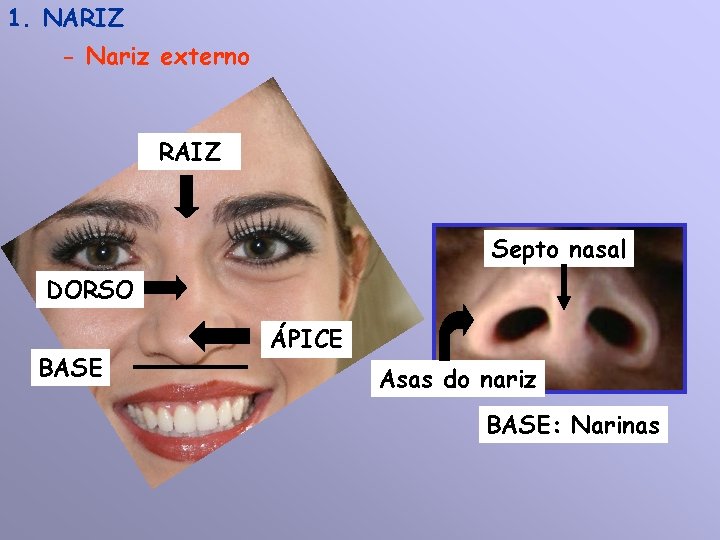 1. NARIZ - Nariz externo RAIZ Septo nasal DORSO BASE ÁPICE Asas do nariz