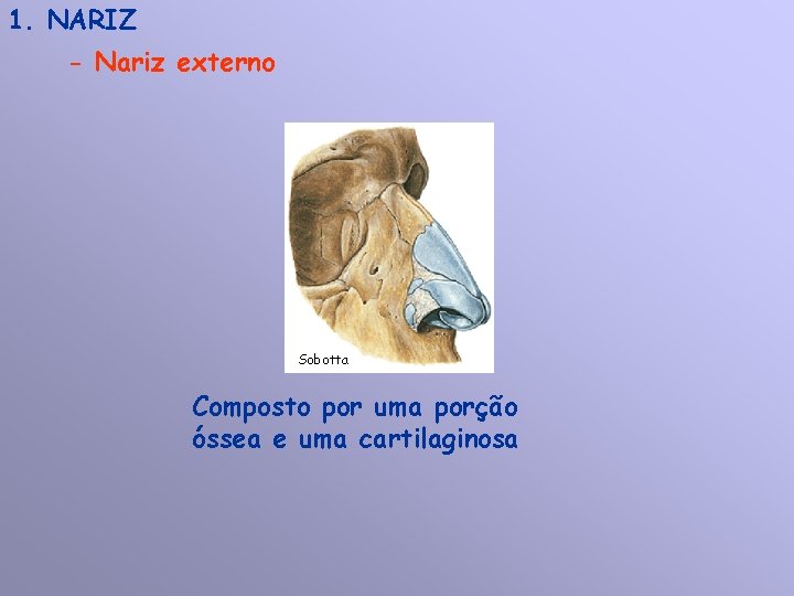 1. NARIZ - Nariz externo Sobotta Composto por uma porção óssea e uma cartilaginosa