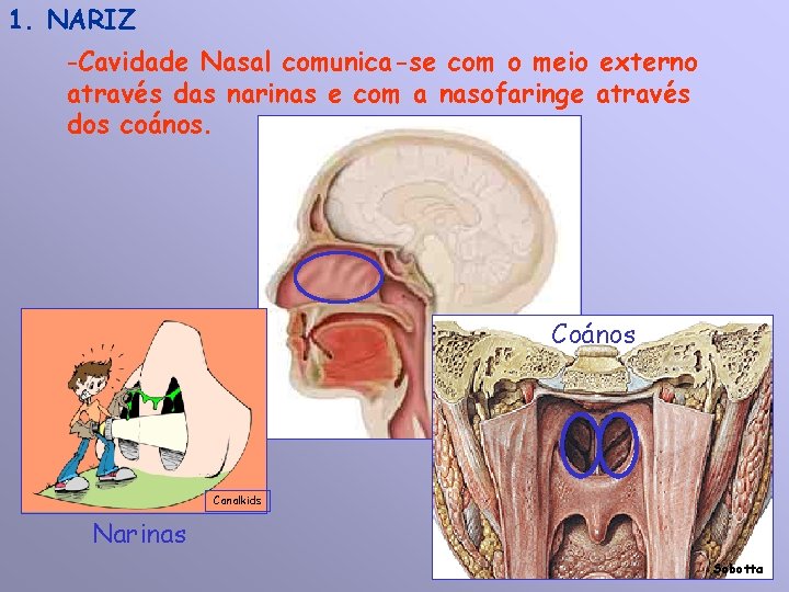 1. NARIZ -Cavidade Nasal comunica-se com o meio externo através das narinas e com