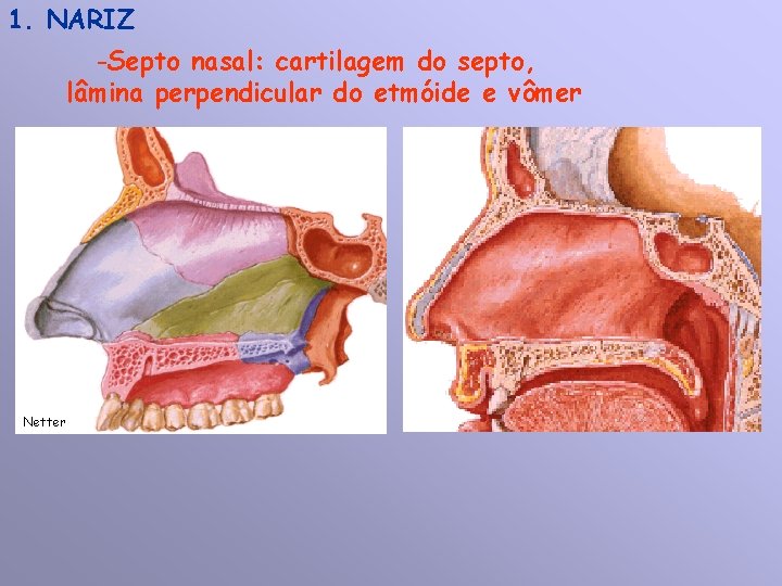 1. NARIZ -Septo nasal: cartilagem do septo, lâmina perpendicular do etmóide e vômer Netter