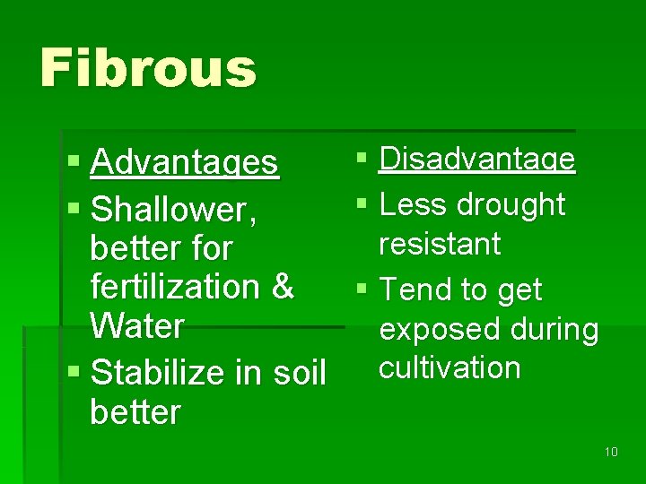 Fibrous § Advantages § Shallower, better for fertilization & Water § Stabilize in soil