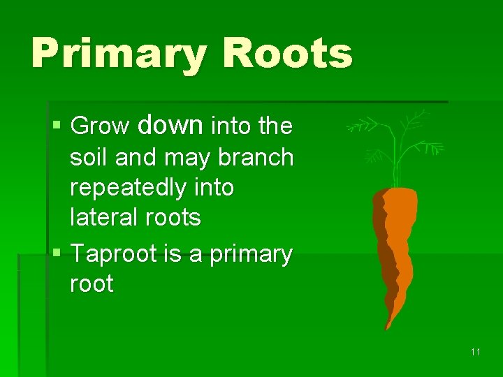 Primary Roots § Grow down into the soil and may branch repeatedly into lateral