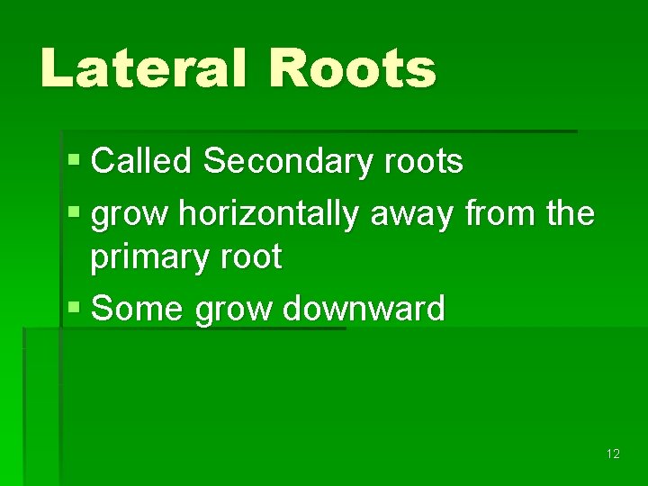 Lateral Roots § Called Secondary roots § grow horizontally away from the primary root