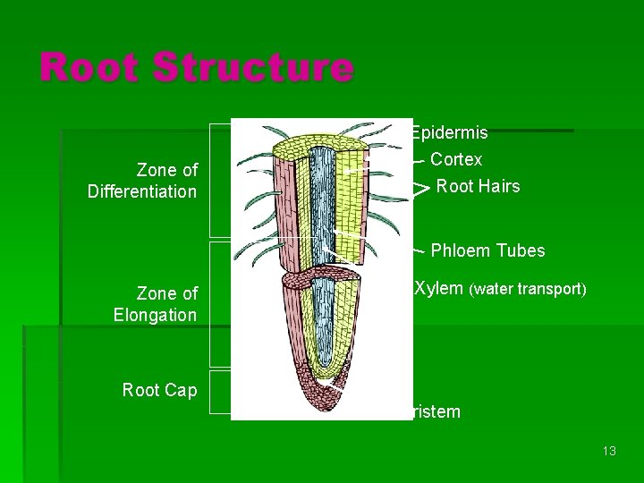 Root Structure Zone of Differentiation Epidermis Cortex Root Hairs Phloem Tubes Zone of Elongation