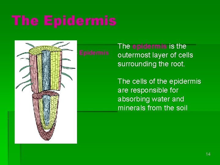 The Epidermis The epidermis is the outermost layer of cells surrounding the root. The