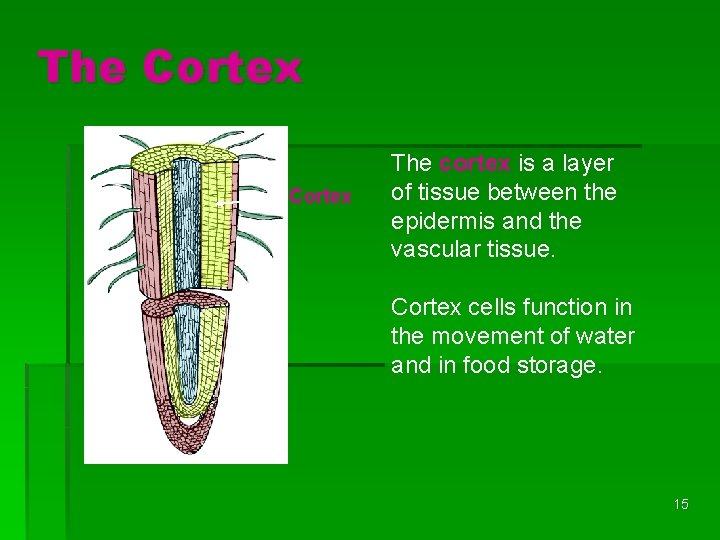 The Cortex The cortex is a layer of tissue between the epidermis and the