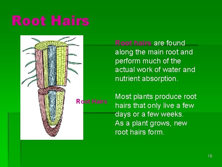 Root Hairs Root hairs are found along the main root and perform much of