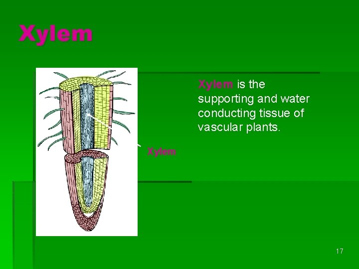 Xylem is the supporting and water conducting tissue of vascular plants. Xylem 17 