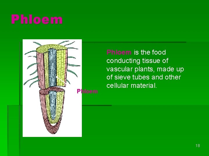 Phloem is the food conducting tissue of vascular plants, made up of sieve tubes