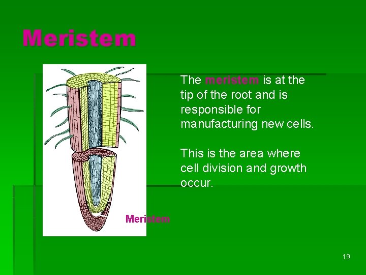 Meristem The meristem is at the tip of the root and is responsible for