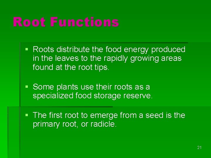 Root Functions § Roots distribute the food energy produced in the leaves to the