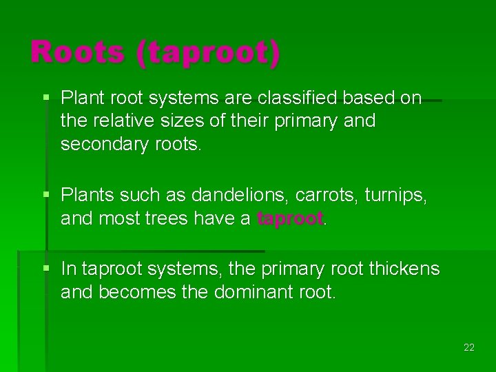 Roots (taproot) § Plant root systems are classified based on the relative sizes of