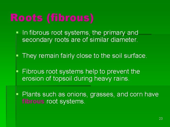 Roots (fibrous) § In fibrous root systems, the primary and secondary roots are of