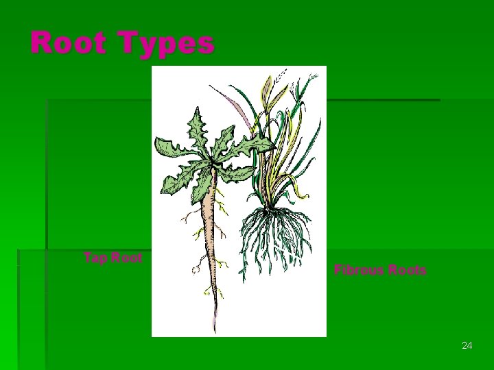 Root Types Tap Root Fibrous Roots 24 