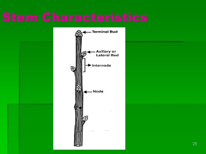 Stem Characteristics 25 