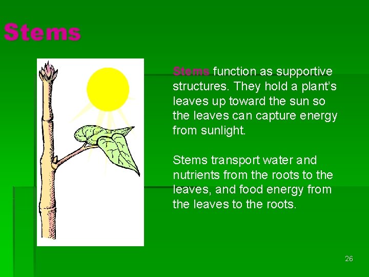 Stems function as supportive structures. They hold a plant’s leaves up toward the sun