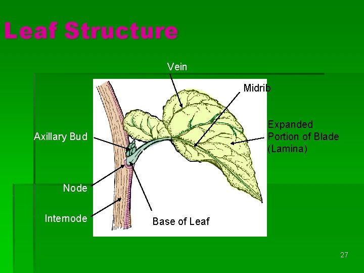 Leaf Structure Vein Midrib Expanded Portion of Blade (Lamina) Axillary Bud Node Bladestalk (Petiole)