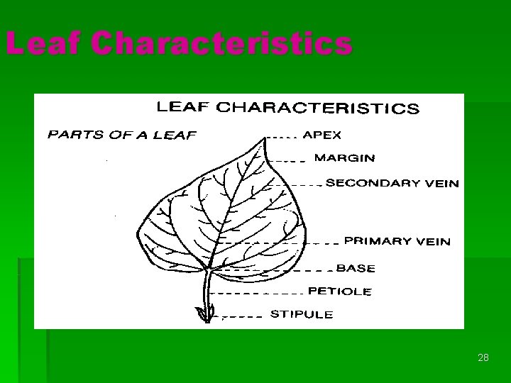 Leaf Characteristics 28 