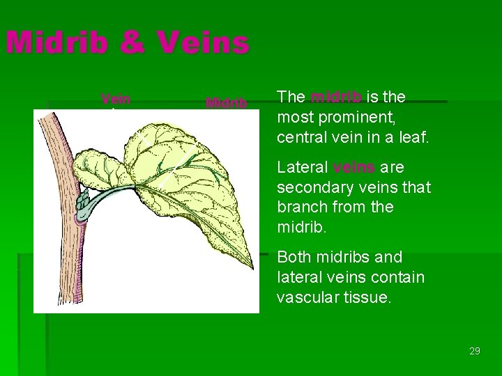 Midrib & Veins Vein Midrib The midrib is the most prominent, central vein in