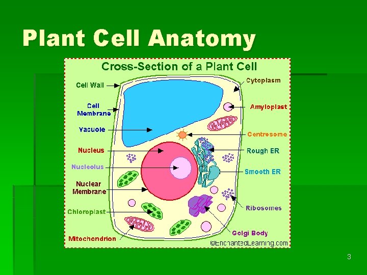 Plant Cell Anatomy 3 