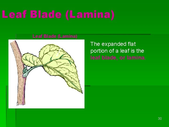 Leaf Blade (Lamina) The expanded flat portion of a leaf is the leaf blade,