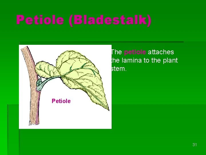 Petiole (Bladestalk) The petiole attaches the lamina to the plant stem. Petiole 31 