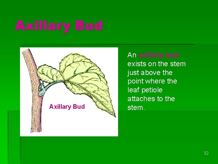 Axillary Bud An axillary bud exists on the stem just above the point where