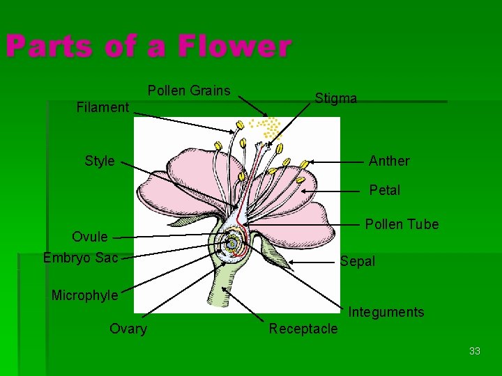 Parts of a Flower Pollen Grains Filament Stigma Style Anther Petal Pollen Tube Ovule