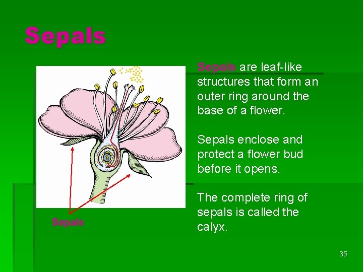 Sepals are leaf-like structures that form an outer ring around the base of a