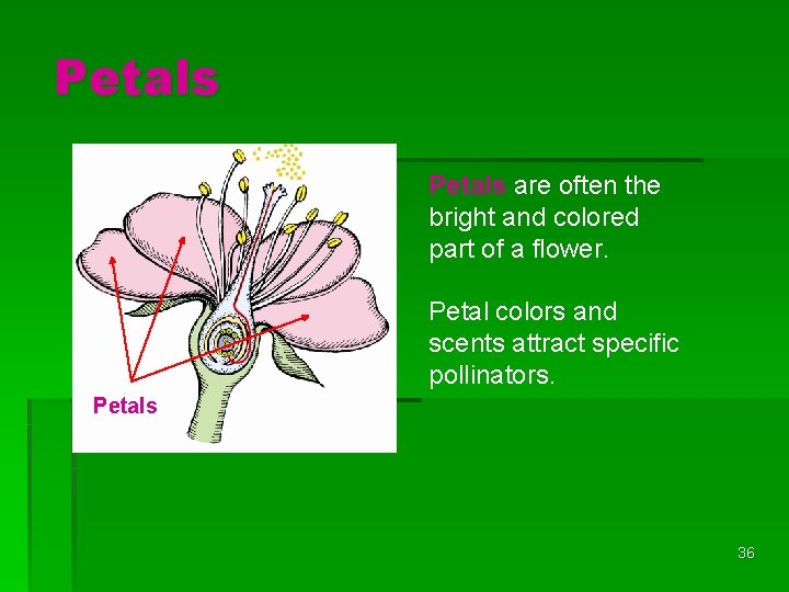 Petals are often the bright and colored part of a flower. Petal colors and