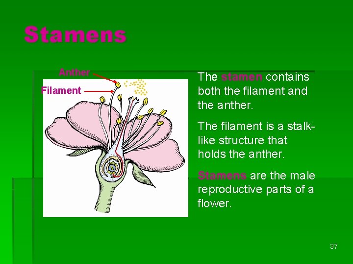 Stamens Anther Filament The stamen contains both the filament and the anther. The filament