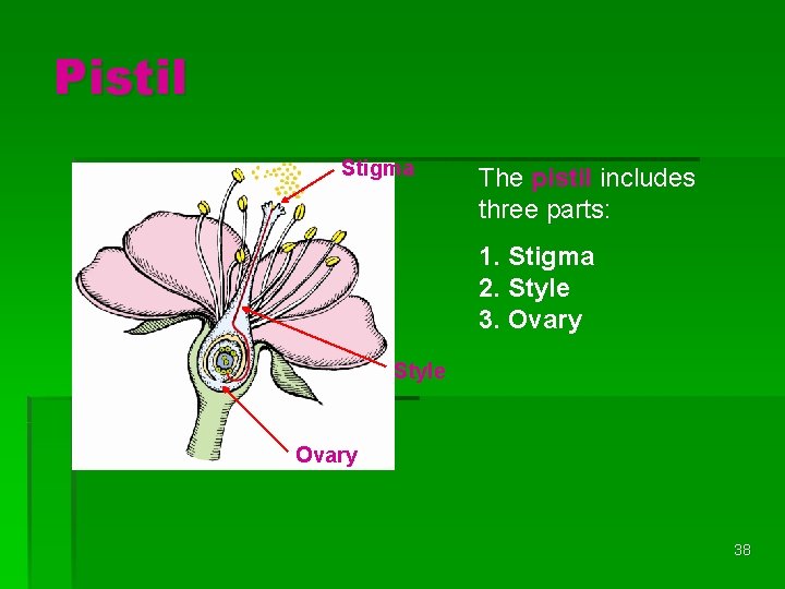 Pistil Stigma The pistil includes three parts: 1. Stigma 2. Style 3. Ovary Style