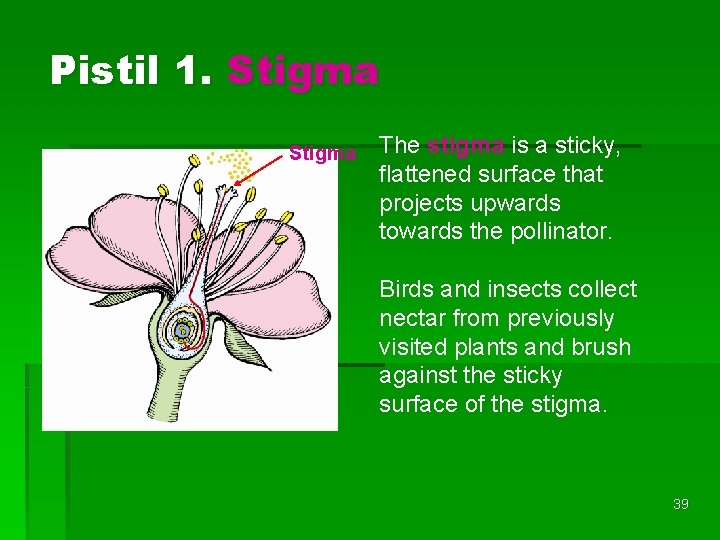 Pistil 1. Stigma The stigma is a sticky, flattened surface that projects upwards towards