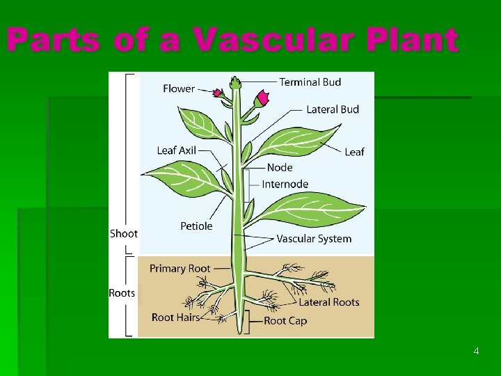 Parts of a Vascular Plant 4 