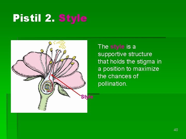 Pistil 2. Style The style is a supportive structure that holds the stigma in