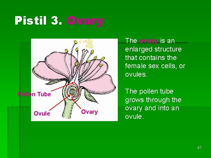 Pistil 3. Ovary Pollen Tube Ovule Ovary The ovary is an enlarged structure that