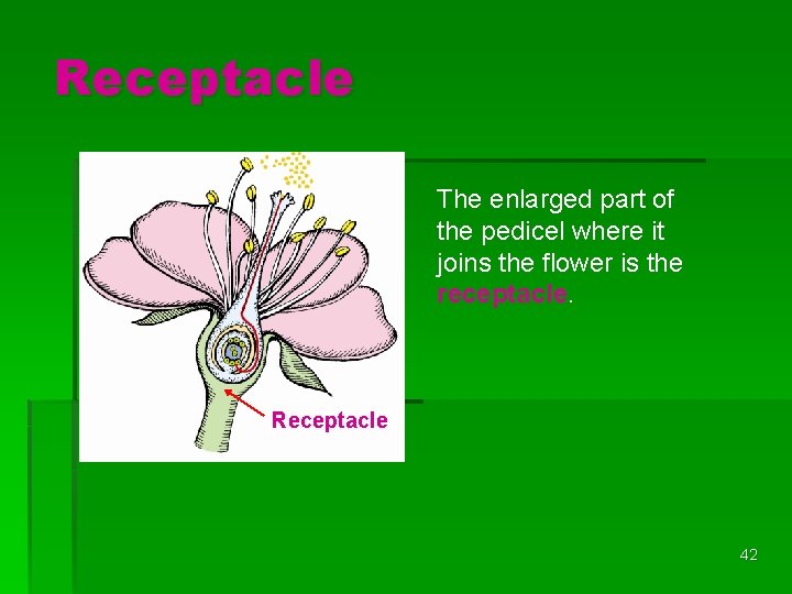 Receptacle The enlarged part of the pedicel where it joins the flower is the