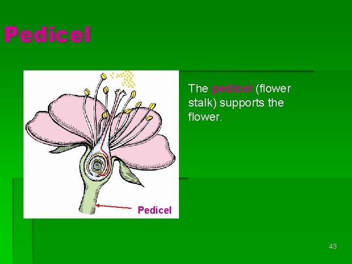 Pedicel The pedicel (flower stalk) supports the flower. Pedicel 43 