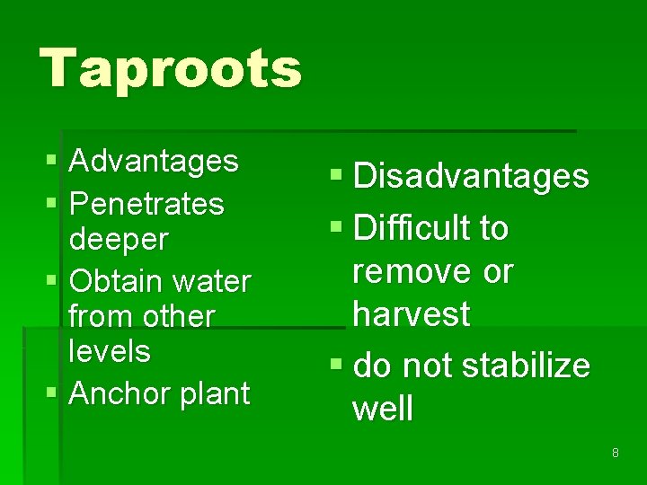 Taproots § Advantages § Penetrates deeper § Obtain water from other levels § Anchor