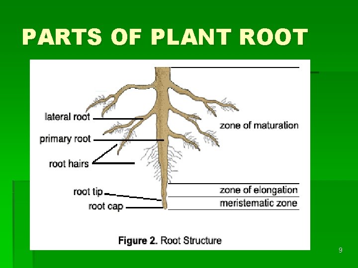 PARTS OF PLANT ROOT 9 