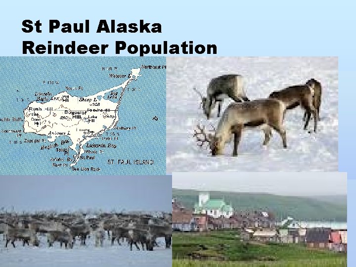 St Paul Alaska Reindeer Population 