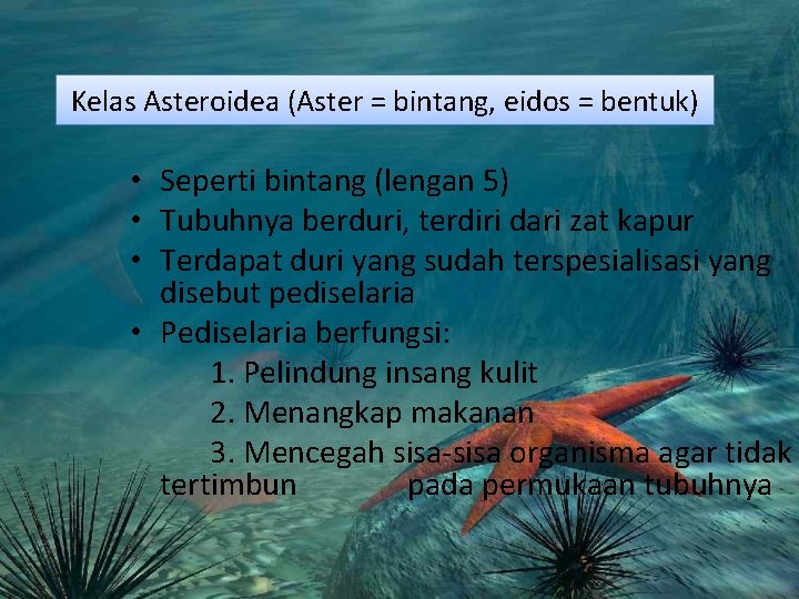 Kelas Asteroidea (Aster = bintang, eidos = bentuk) • Seperti bintang (lengan 5) • Kelas Asteroidea (Aster = bintang, eidos = bentuk) • Seperti bintang (lengan 5) •
