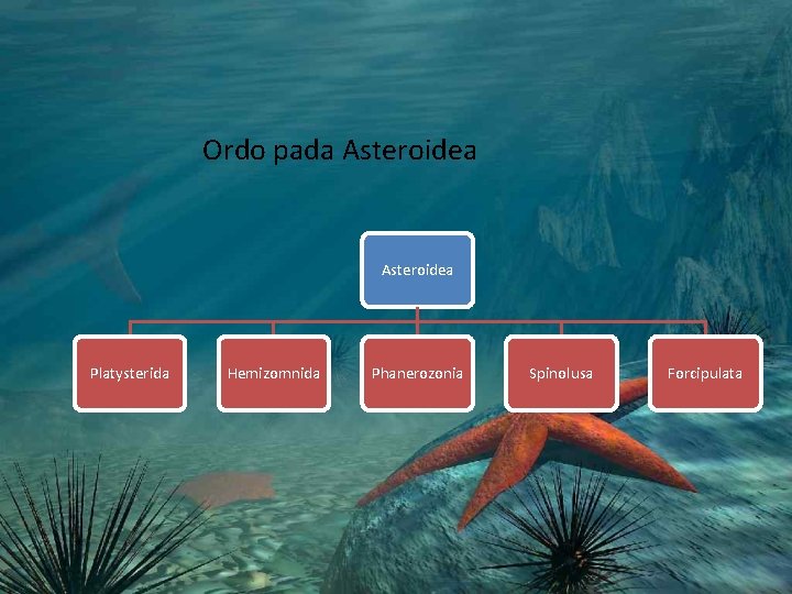 Ordo pada Asteroidea Platysterida Hemizomnida Phanerozonia Spinolusa Forcipulata Ordo pada Asteroidea Platysterida Hemizomnida Phanerozonia Spinolusa Forcipulata
